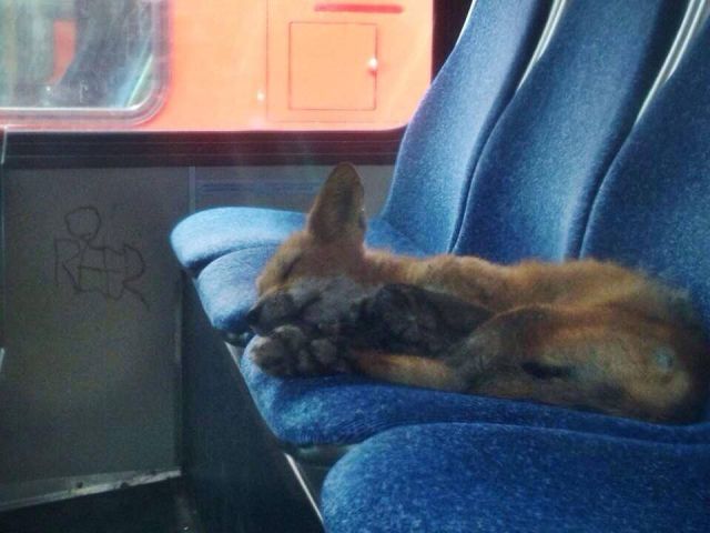 A fox cub sleeping on the back seats of a bus