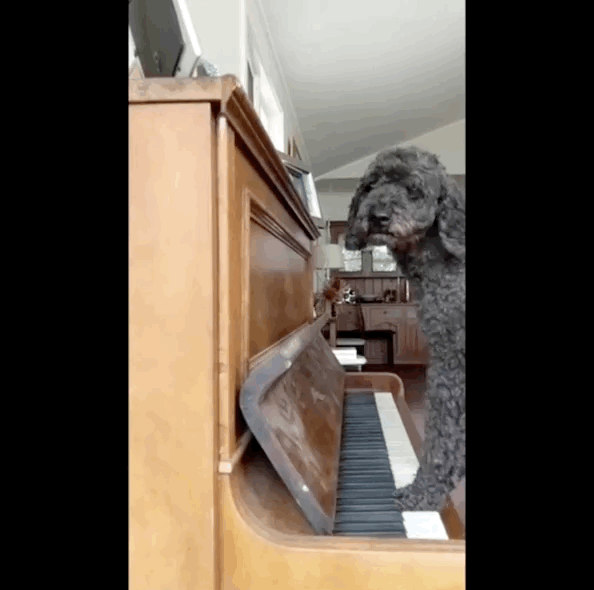 Dog playing the piano to the tune of "9 To 5"