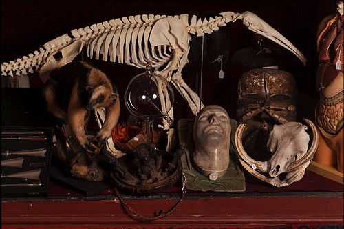 Inside London's Viktor Wynd Museum of Curiosities, Fine Art & Natural History