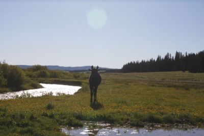 a donkey