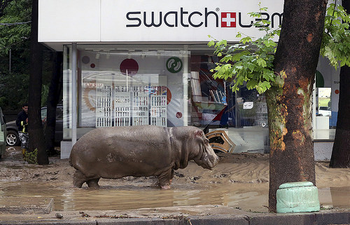 Zoo Animals Escape in Tbilisi Flood