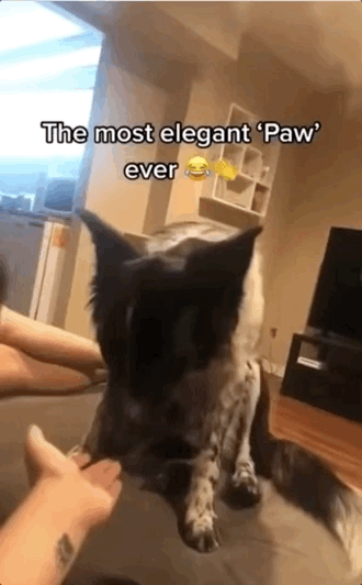 A dog elegantly lays a paw on a human's hand