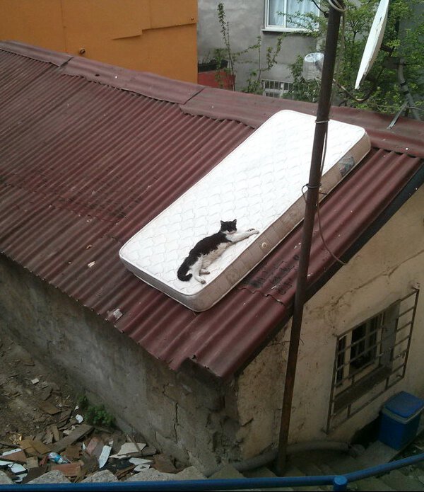 A black cat is lying relaxed on a single bed mattress, which is laying on a roof, outdoors