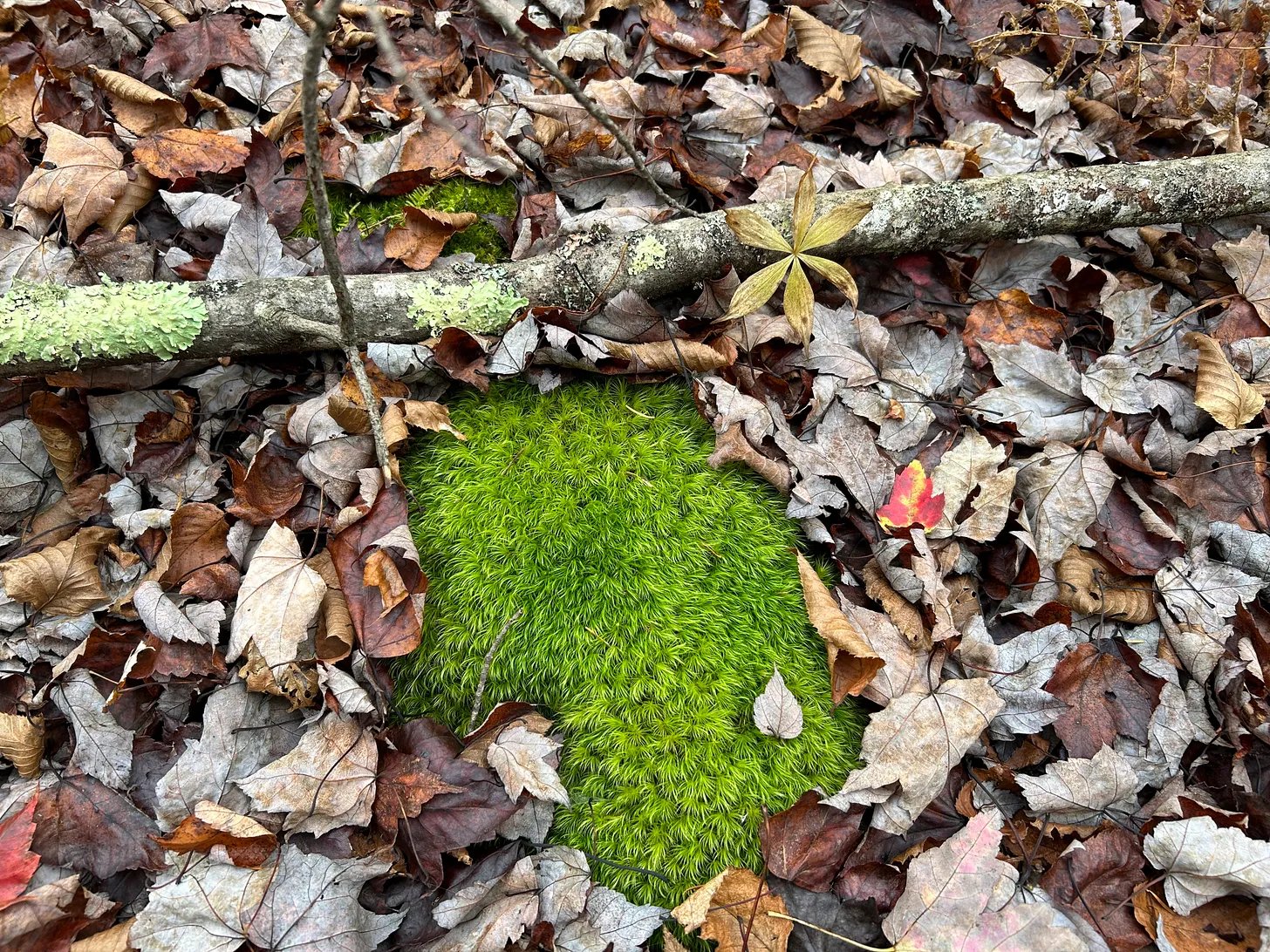 A particularly electric green patch of moss poking out amongst fallen leaves A particularly electric green patch of moss poking out amongst fallen leaves