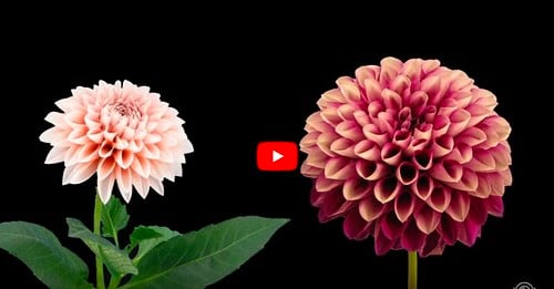 Blooming Flowers Timelapse