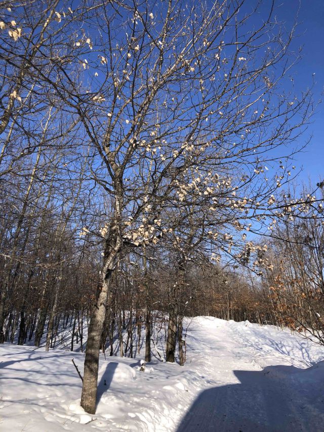 a winter tree with dead leaves, snow on ground and a blue sky extends beyond the dormant trees