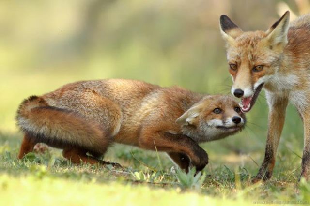 Two foxes one of them with its head lowered down so that it looks almost flat
