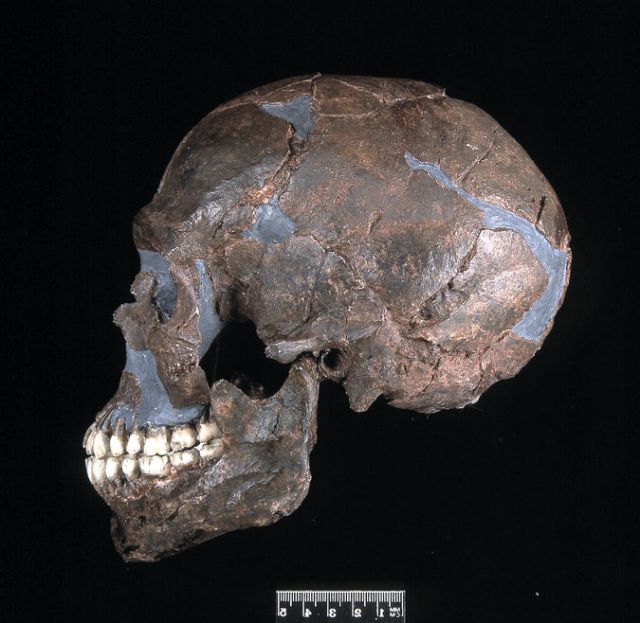 Photo: a 90,000-year-old skull from Israel. Christopher Stringer/National History Museum