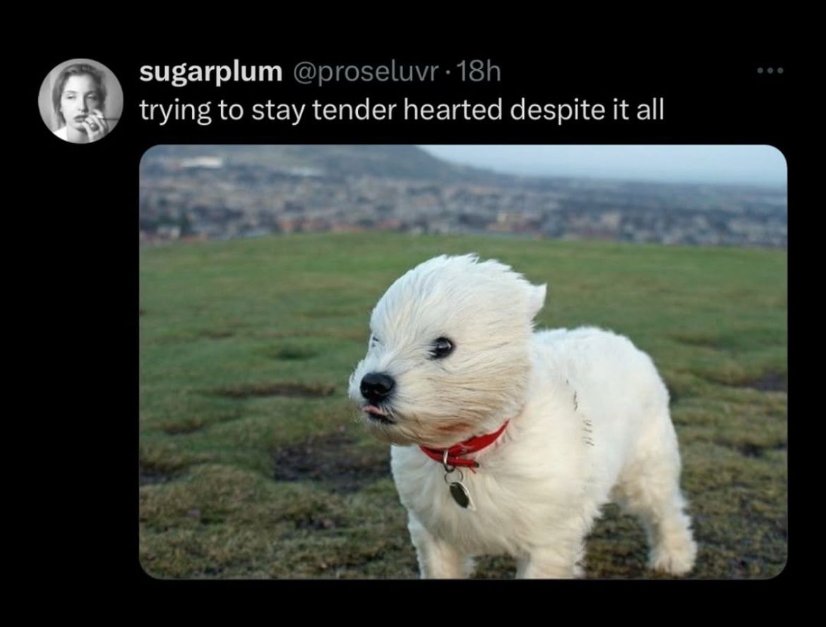 A tweet from @proseluvr that says "trying to stay tender hearted despite it all" with a photo of a little white dog, fur blowing back in the wind
