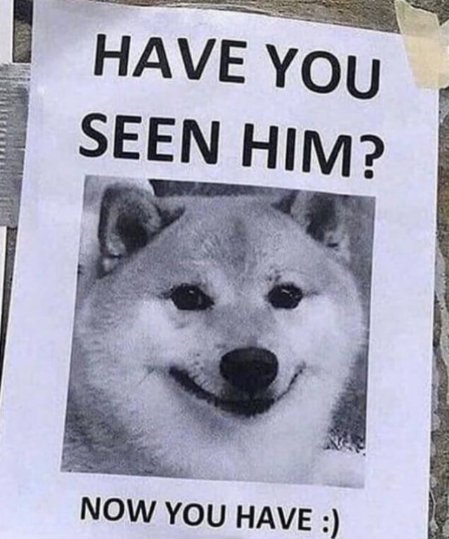 What looks like a lost pet sign with a picture of a smiling shiba. The text reads: Have you seen him? ... Now you have :) "