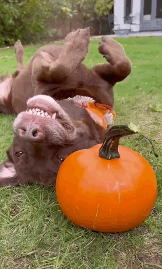 A brown dog happily lies on his back next to a beloved pumpkin.