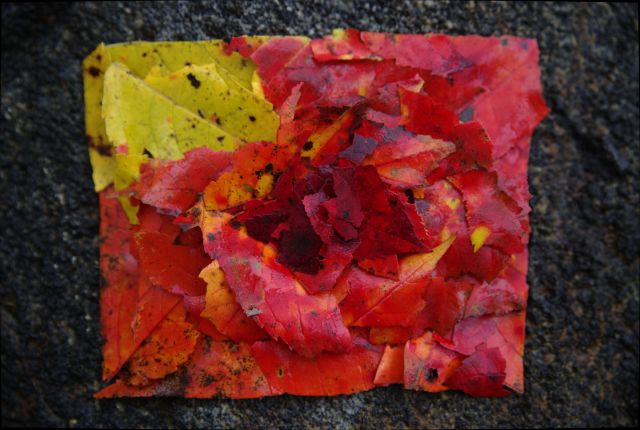 leaf rose