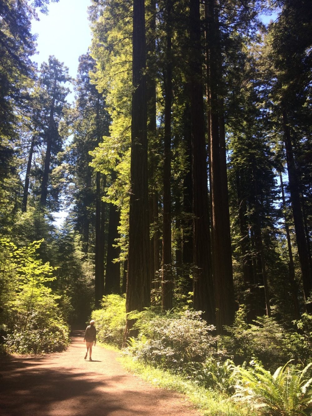 big trees