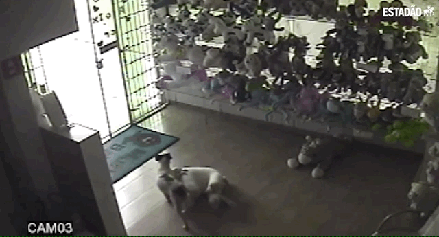 Security footage of a dog attempting to shoplift a big stuffed sheep, but it gets caught in the doorframe.