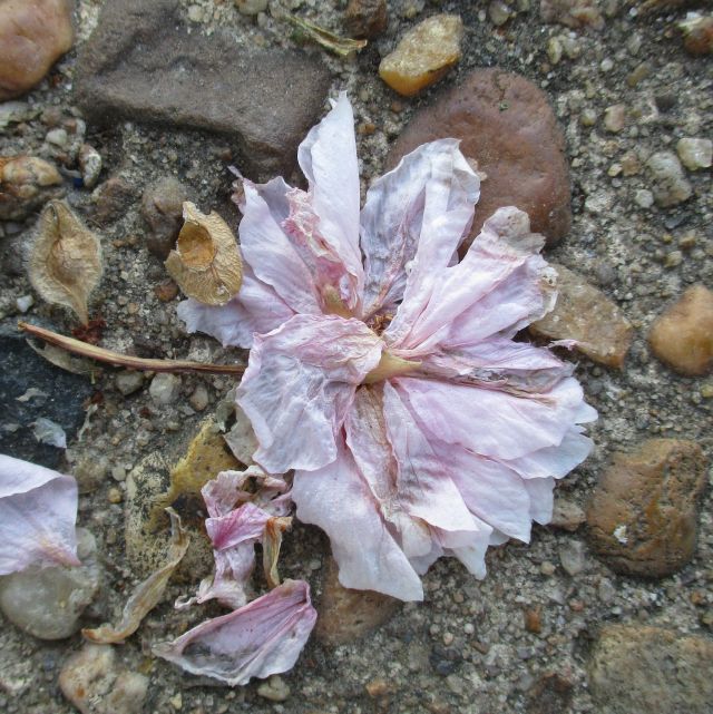 Fallen Pink Blossom
