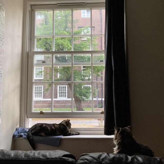 Chill Cat & Pretty Cat look on at a window