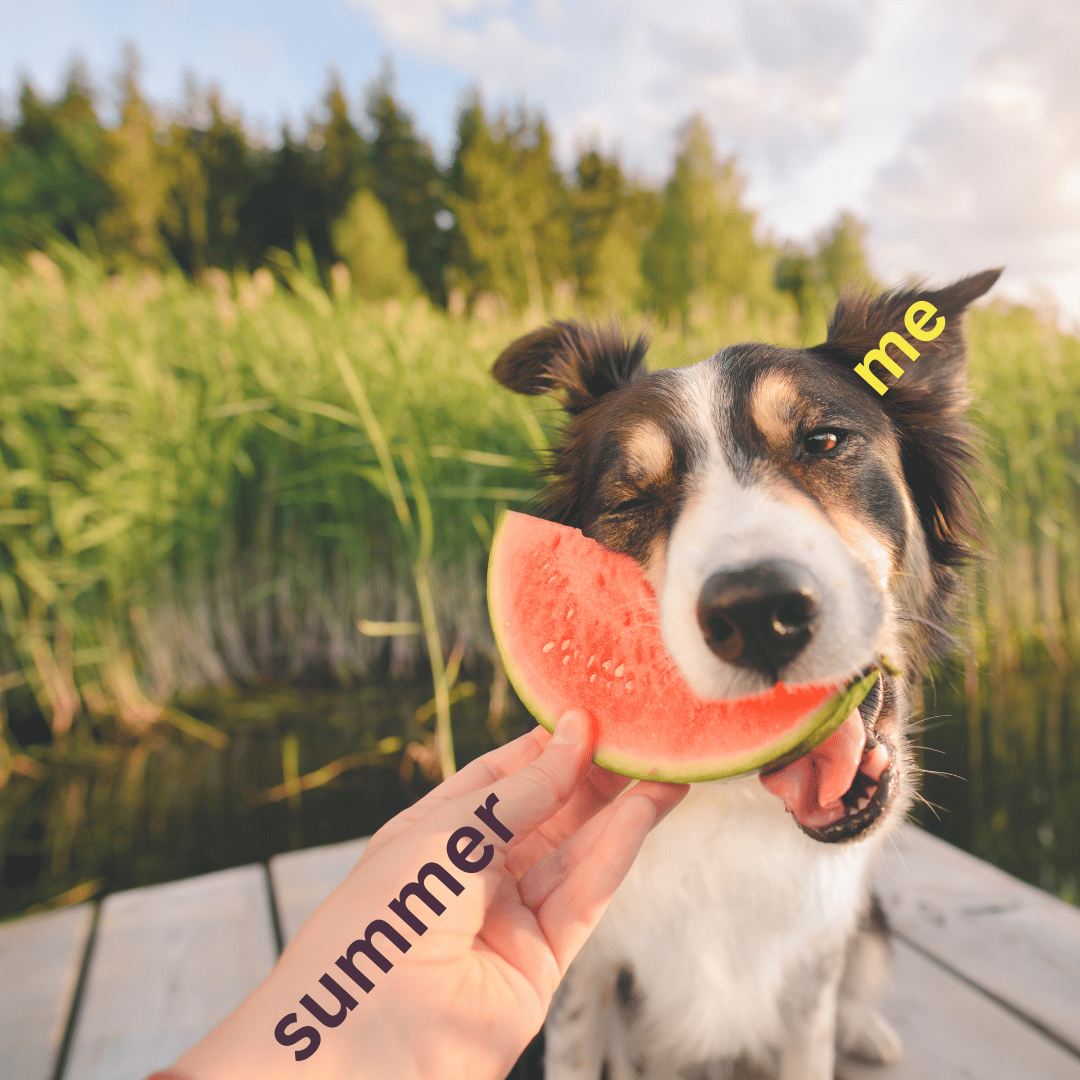 Photo of a human hand feeding a piece of watermelon to a dog. They are on a wooden deck and there are grasses and trees in the background. The text on the human hand reads "summer." The text on the dog's ear reads "me."