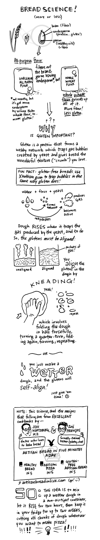 [bread science! explain how flour, gluten, and dough work. fun fact: bread flour has MORE gluten than other flours!]