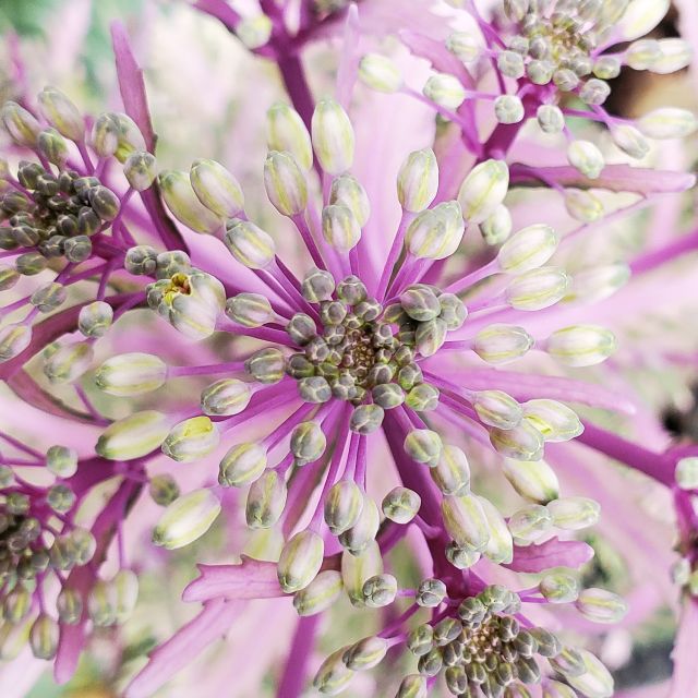 Nature closeup.