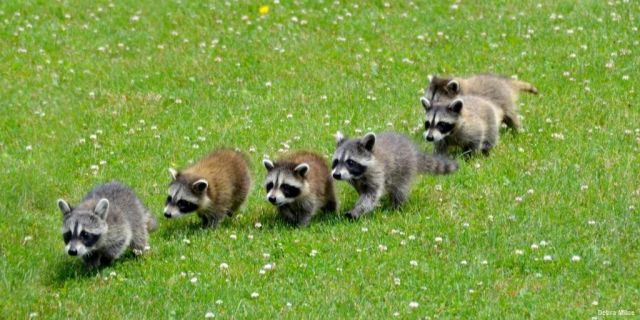 Six baby raccoons walking on the grass