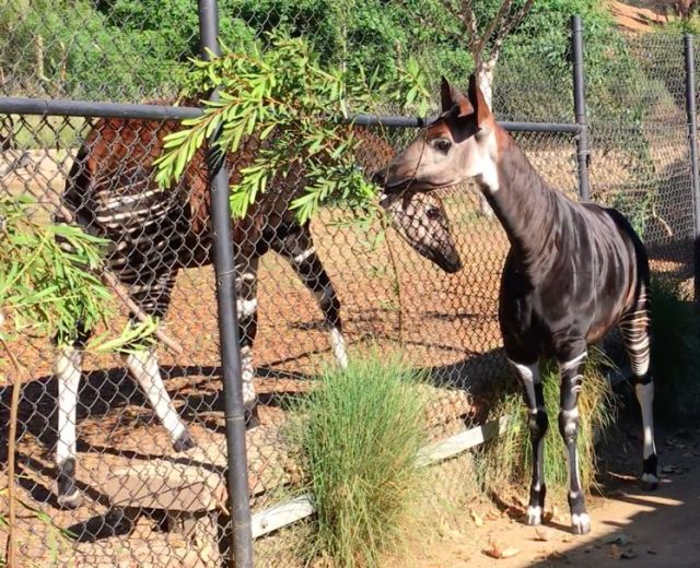 Subira (behind the fence) and Zuri. Female okapis are larger than male okapis.