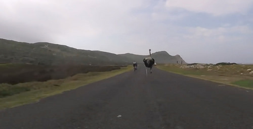 ostrich chases cyclists [click for video]