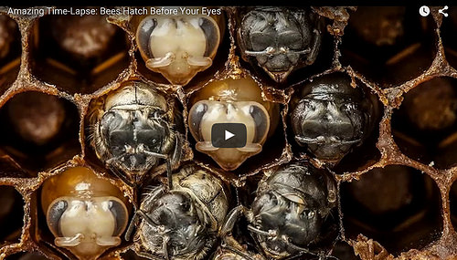 21-day Bee Time Lapse Video [click to view]