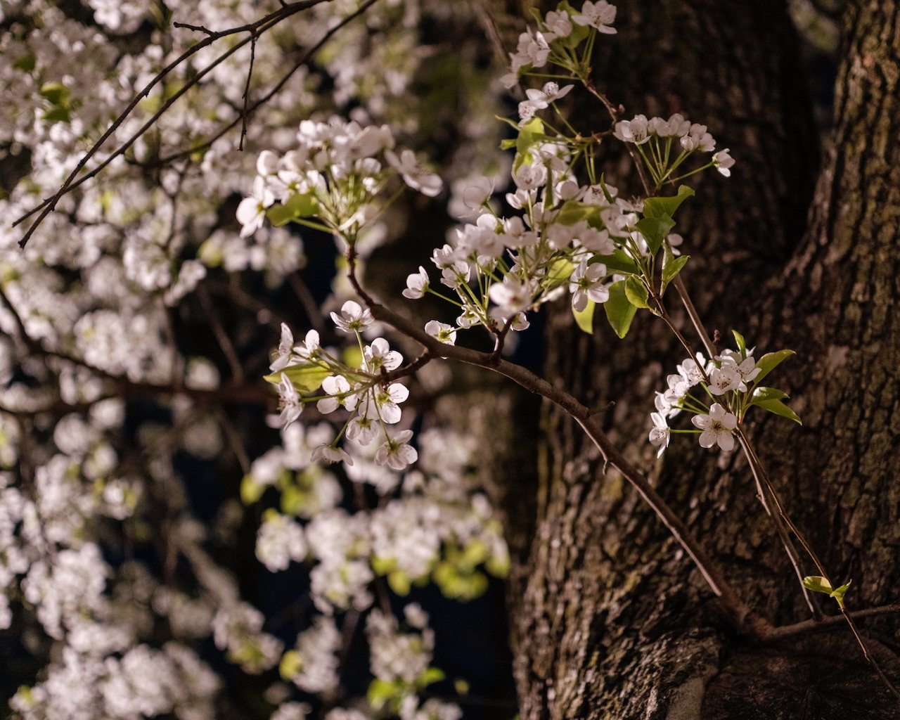 The Most Valuable Tree in the Park