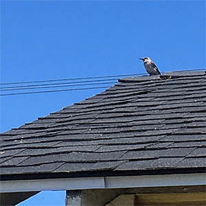 a small bird on a roof