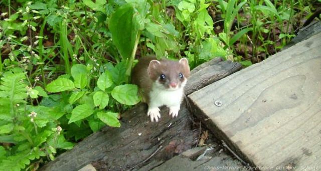 A stoat coming out of leaves on the ground