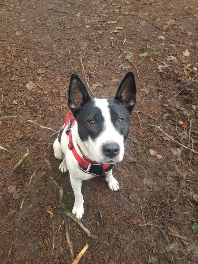 a dog, looking at the camera