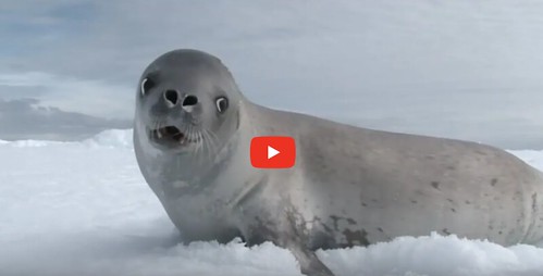 Kiss from a Rose by Seals [click to watch]