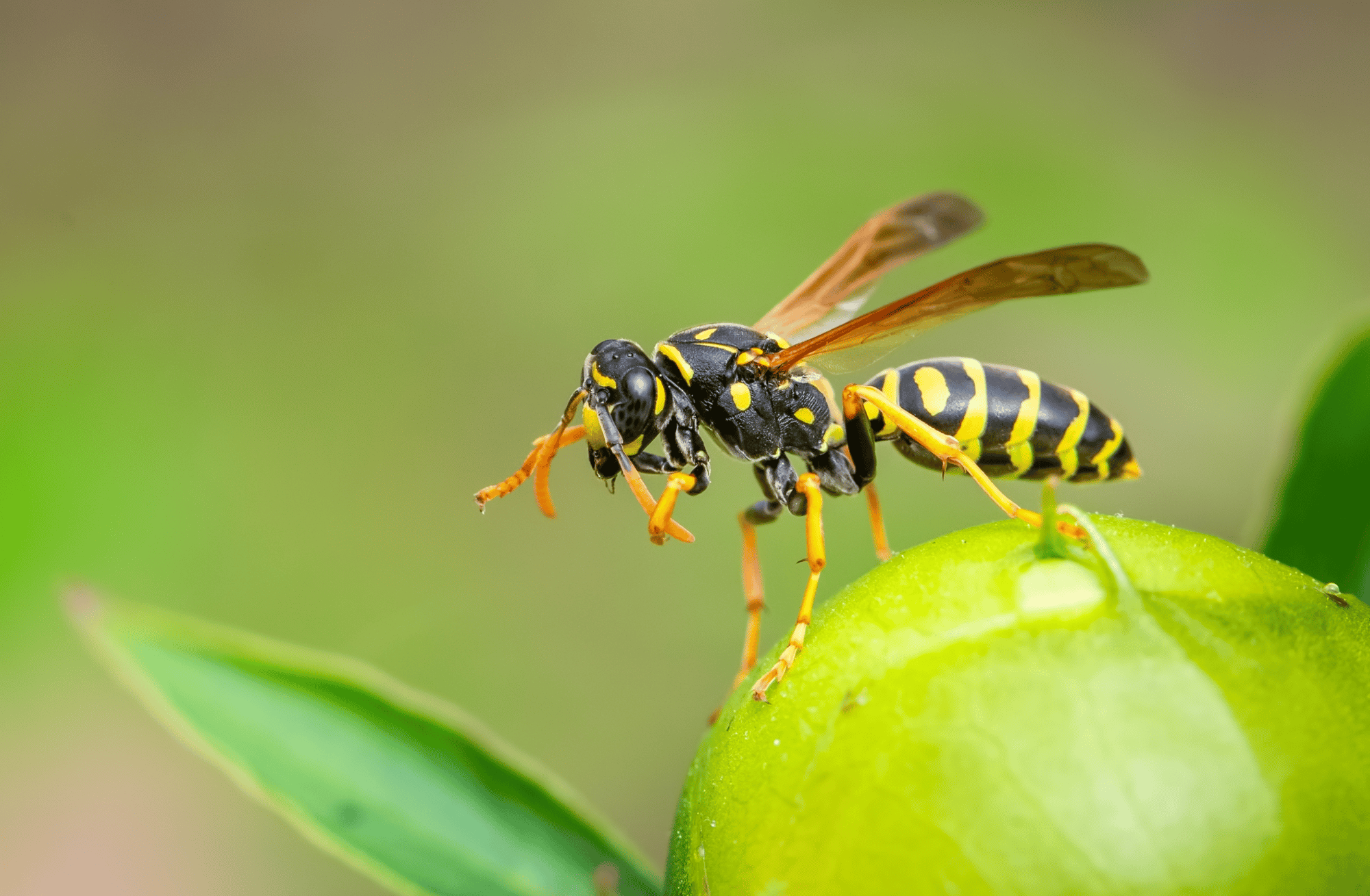 Rerun: It's kamikaze bee season 