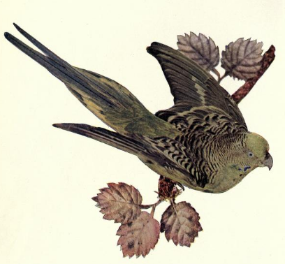 Illustration of Australian Grass Parakeet from January 1897 Birds: A Monthly Serial