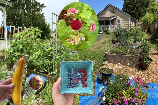 collage of garden pics