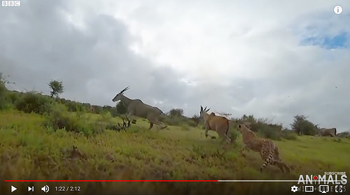 Hunt from a cheetah's perspective [click to view]