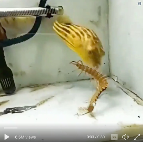 Puffer Fish Eating Scary Stuff [click to view]