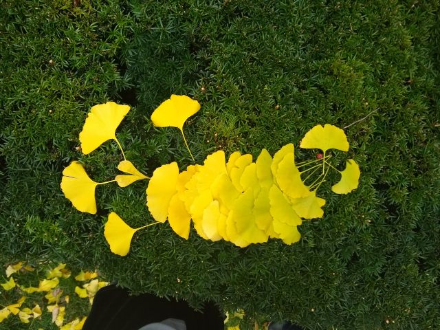 ginkgo salmon
