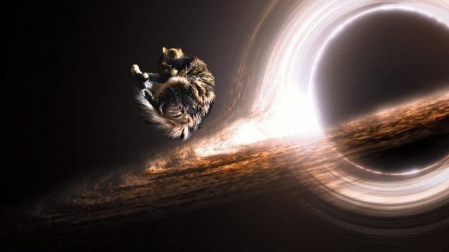Pretty Cat Enters The Void