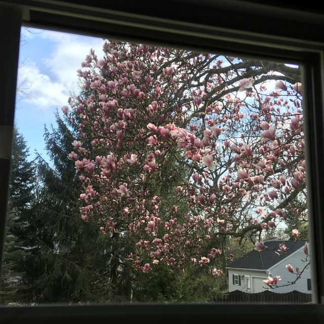 Magnolia on Thursday