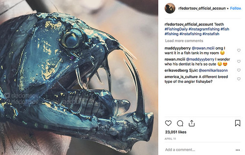 Roman Fedortsov's Deep Sea creature pics [click to view]