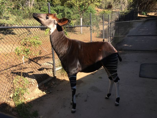 Zuri. A strange beast.