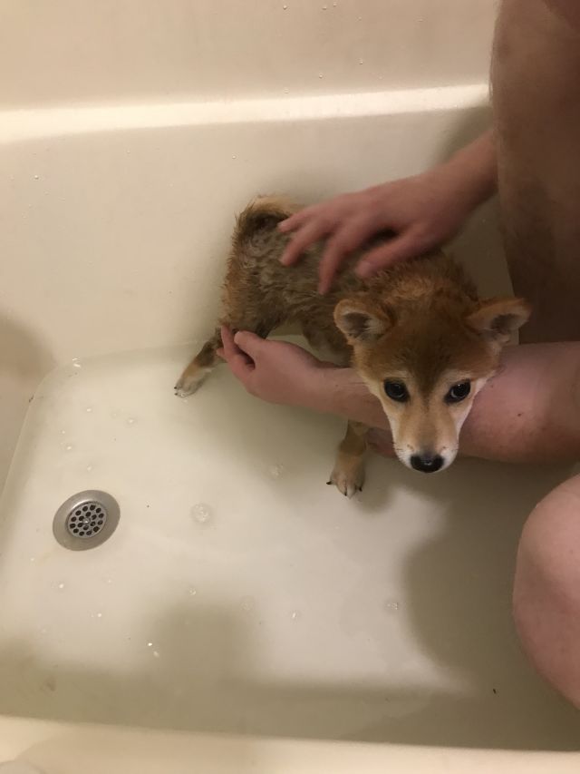 miso