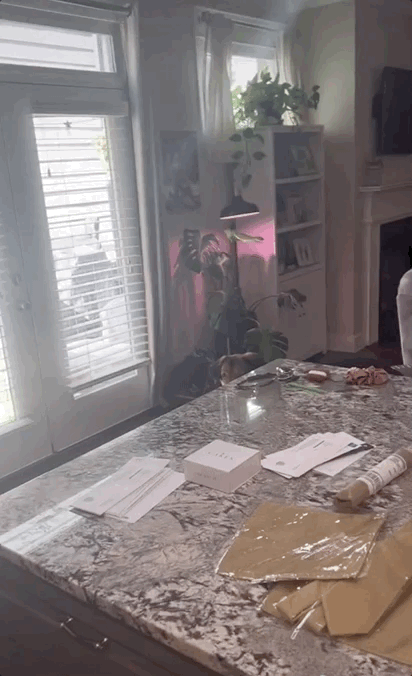 A dog peers over a counter as his human prepares his meal.