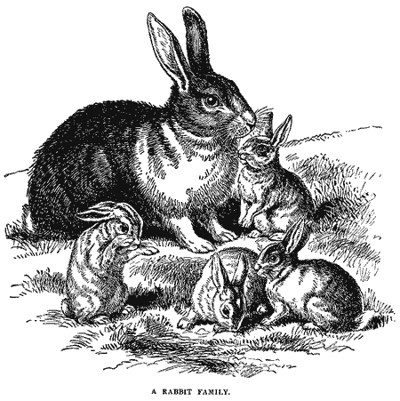 Illustration of a rabbit family from Little Folks Natural History published by McLoughlin Bros. in 1902.