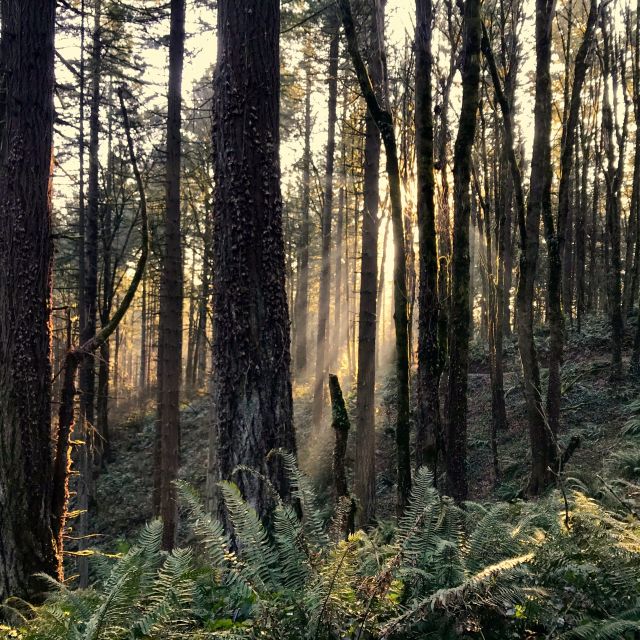 Sunrise through the trees in Forest Park