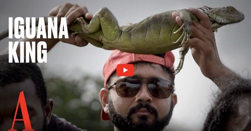 Watch The Iguana King