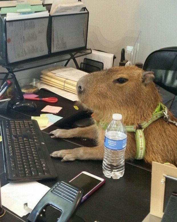 A capybara sitting at a desk, with its paws on a keyboard
