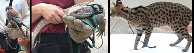 kestral, savannah monitor, serval