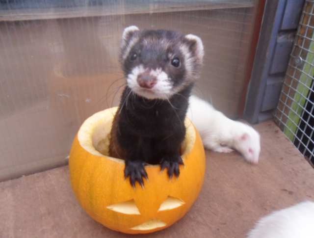 A curious ferret coming out of a carved pumpkin